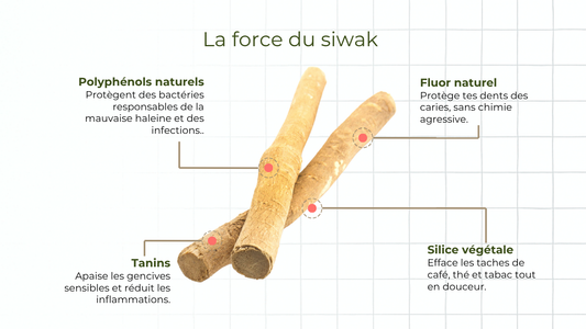 🏥 L’OMS et le siwak : quand la science rejoint la tradition