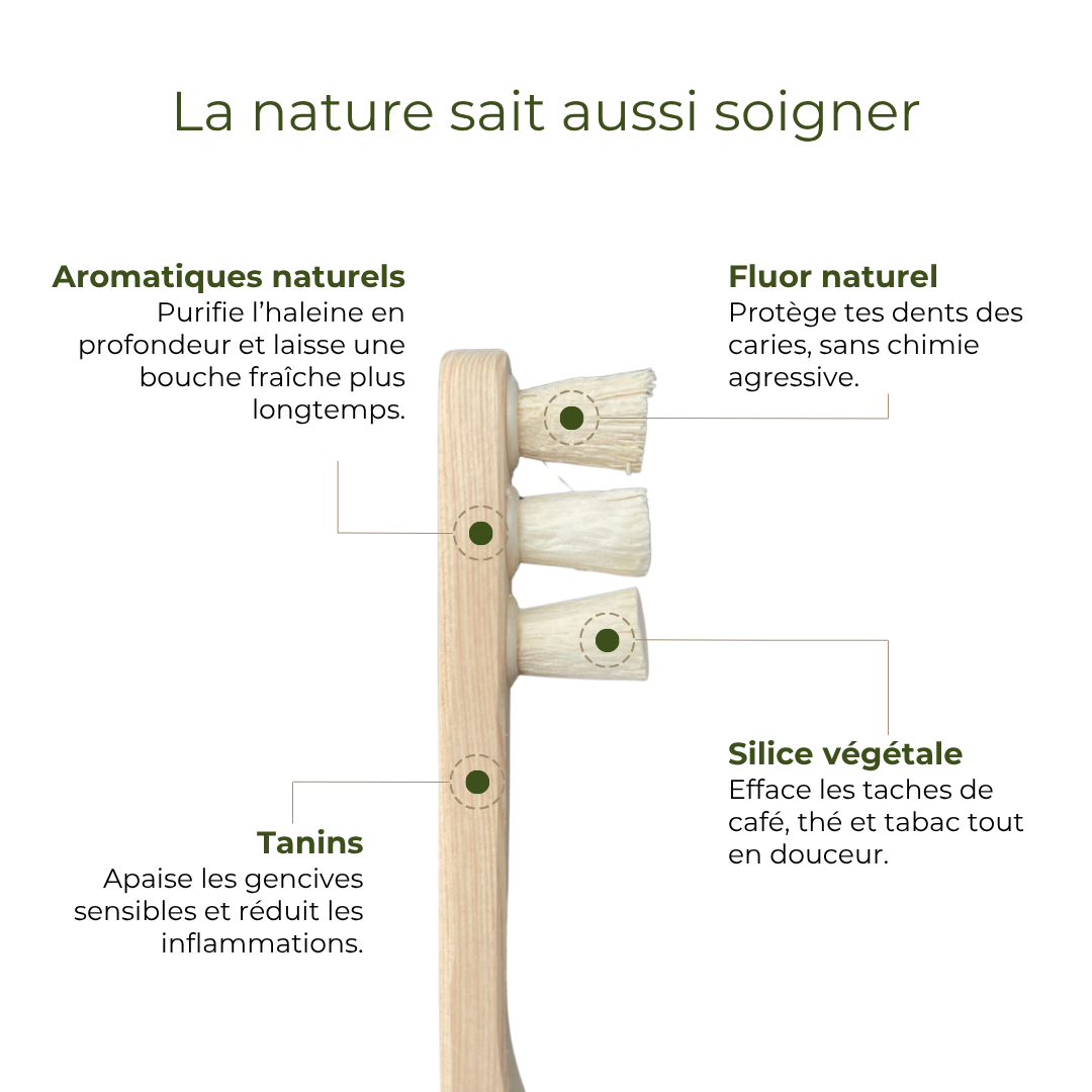 6 Têtes de rechange