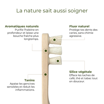 6 Têtes de rechange