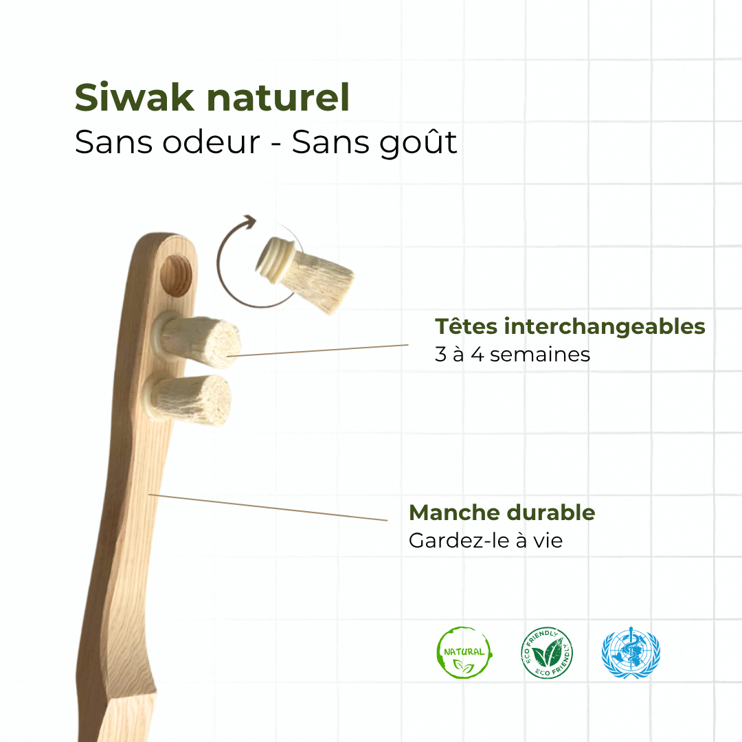 6 Têtes de rechange