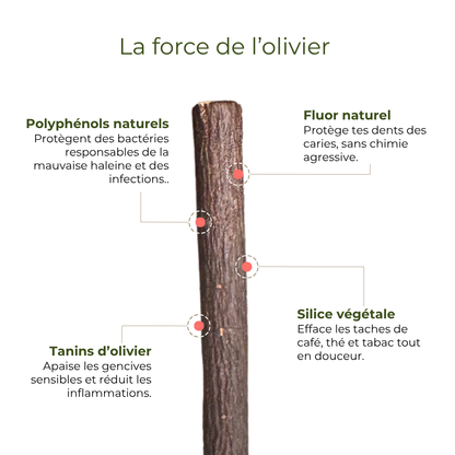 Siwak Noir d'Olivier - Goût Prononcé